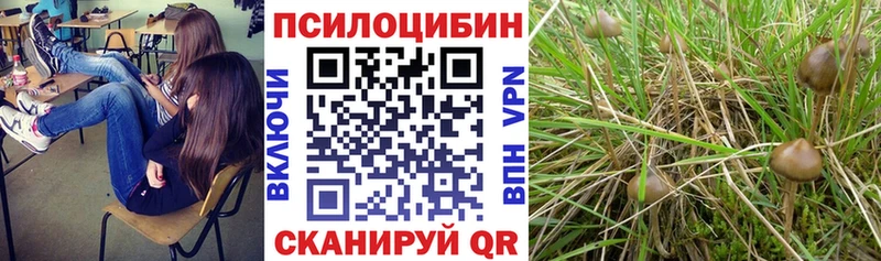 купить наркотики сайты  Кизел  Псилоцибиновые грибы мицелий 